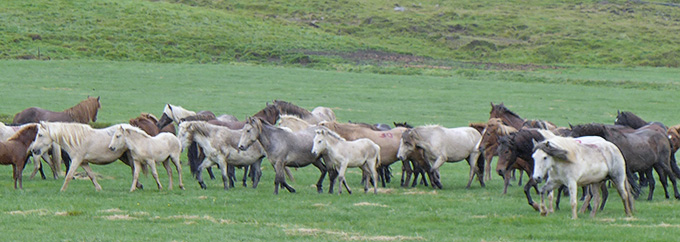 wild horses, Iceland